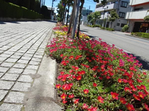 役場の前の道路脇の花壇は、瑞穂第一小学校の5年生が植え付けを担当。花苗の植え付け場所を調整して、簡単なドット文字を描いたという（取材時には花が茂って、はっきりとはわからなくなっていた）。