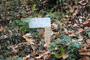 近隣の小学校の児童たちが植林した苗木