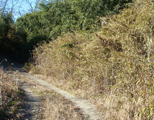 竹藪と化し雑木林(栃木県鹿沼市)