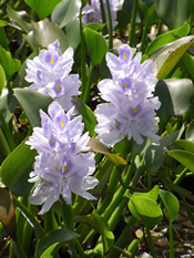 英語名のウオーターヒヤシンスの由来である花（鹿児島県奄美大島／2009.9.17著者撮影）
