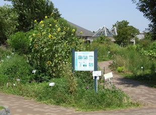 帰化植物見本園の入り口（東京都江東区木場公園／2007.8.9著者撮影）