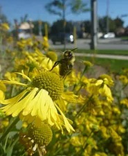 ウエリントンホスピスの庭先：数年かけて、外来種から自生種への植え替えを実施（出典：Pollination Guelphのサイトより）