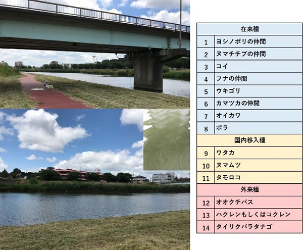 【図3】2017年7月の茨城県桜川における環境DNAによる魚類調査の結果例。岸辺で汲んだコップ一杯、200mlの水から環境DNAを抽出して分析しました。